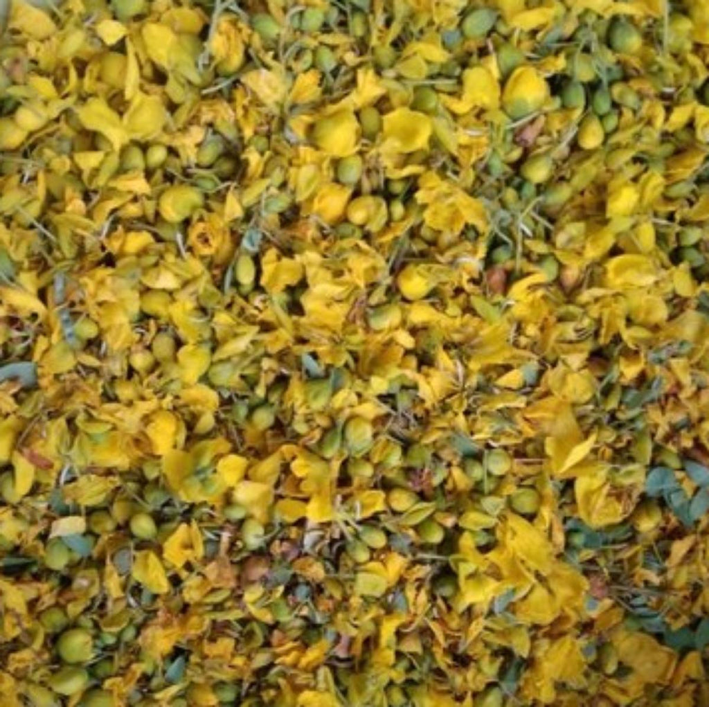 Indian laburnum - Amaltas Flowers - Cassia fistula | TheWholesalerCo |