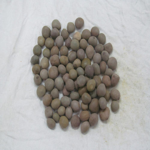 Karanjwa - Sagar Goti - Pongamia Pinnata - Caesalpinia Bonducella - Fever Nuts | TheWholesalerCo |